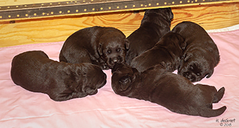 Staghorn Puppies