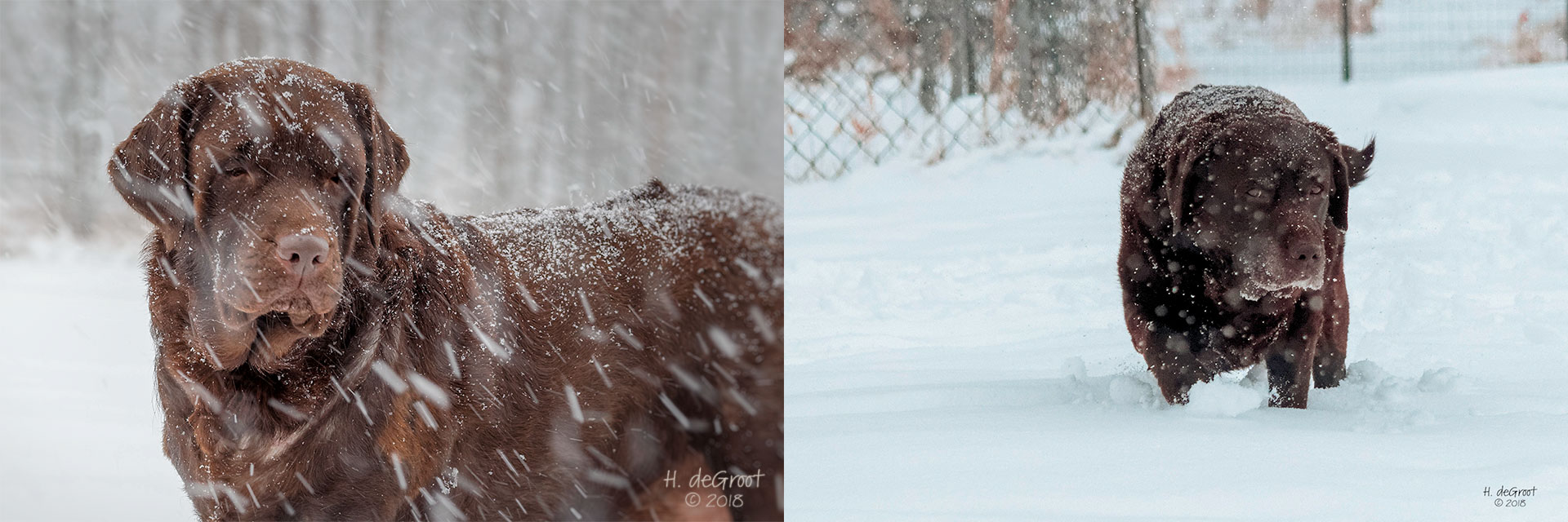 Snow Dogs
